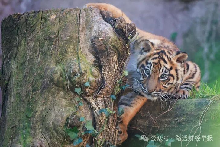 比特联储会归零吗_比特币预估走势_由于市场预期美联储本周晚些时候将降息，比特币飙升至历史新高，随后小幅下跌。